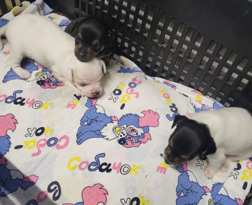 Пинчери сърнист бял