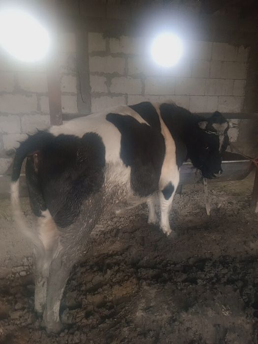 100 % соглом, бокилган суйишга тайёр