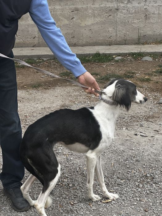 Тазы продам 1,5 года чистокровная