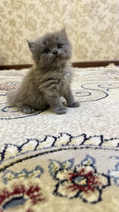 Britanskiy Strayt 100% toza qon mushuk bolachalari 1,5 oylik 2ta qiz