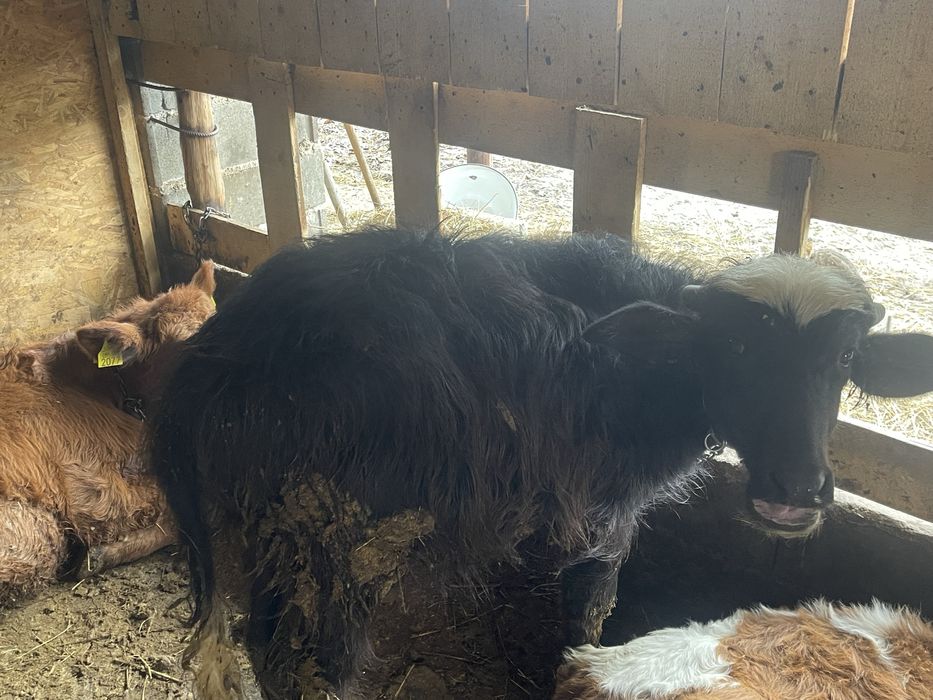 Tauras bivol foarte cuminte 4 luni