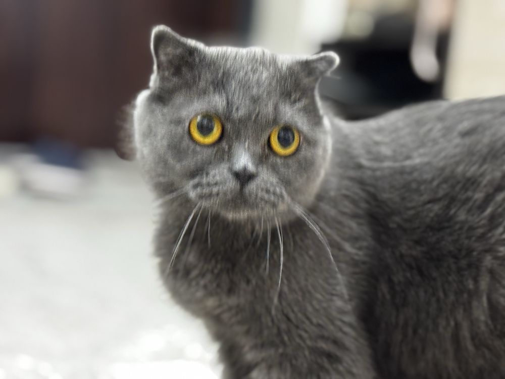 Скотиш фолд, страйт