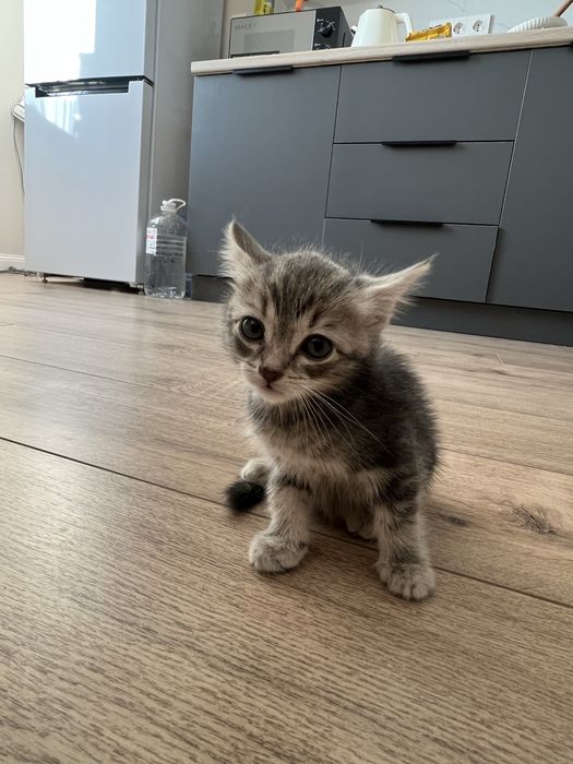 Шотландский прямоухие Скоттиш страйт табби