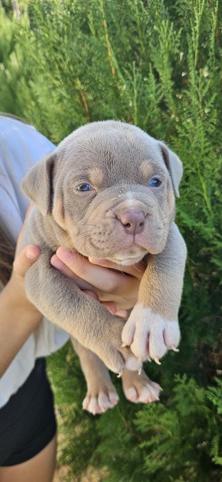 Американско Були Покет