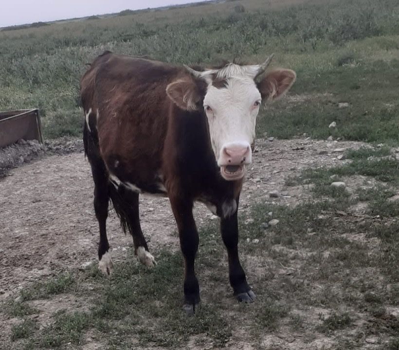 Vand 2 juninci una de 1an si 2 luni si una 1 an si 6 luni