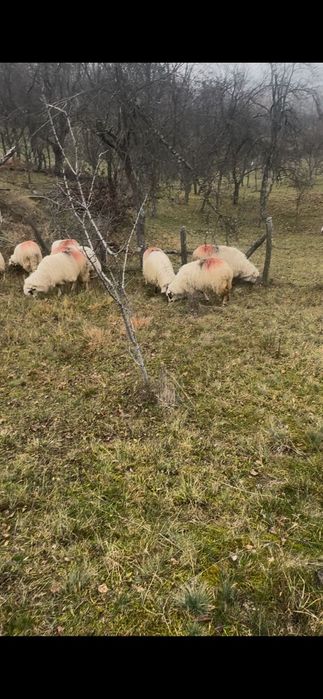 Oi țurcane de vanzare