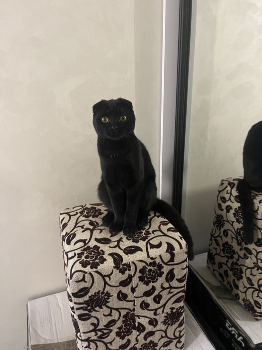 Продам кота вислоухого