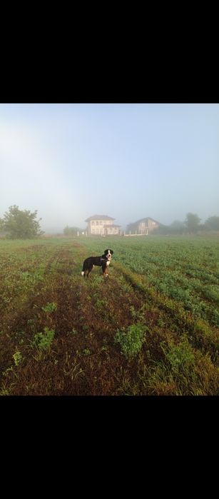 Ciobanesc de Berna în căutare de căsuța