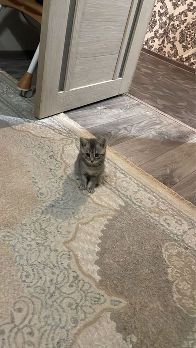 Отдам даром котенка