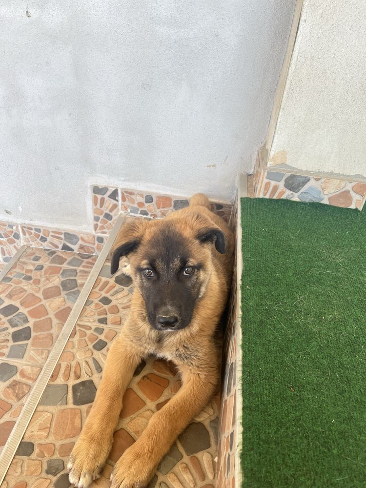 Donez pui de caine