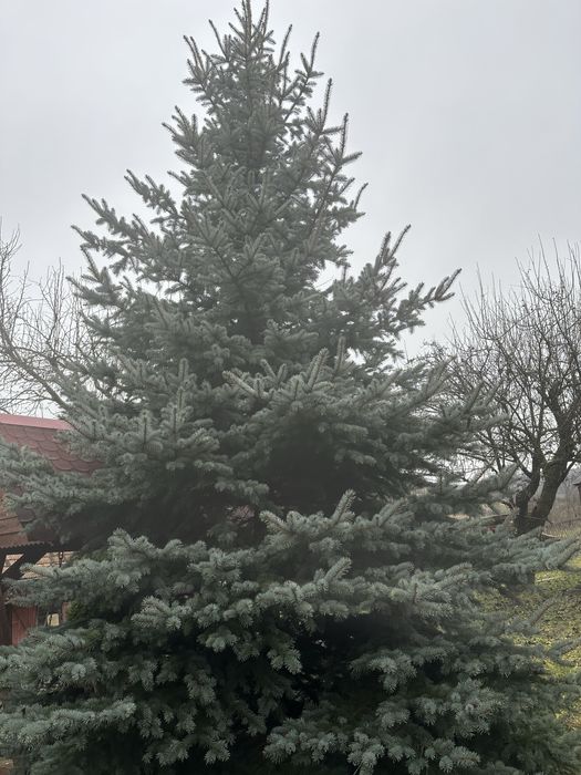 Brad argintiu 7 m