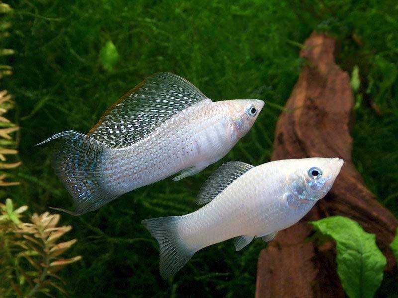 Моллинезия велифера белая в Аква-Зоо Салоне “Посейдон”