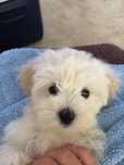 Pui Bichon Maltez – 8 săptămâni, jucăuși și sănătoși