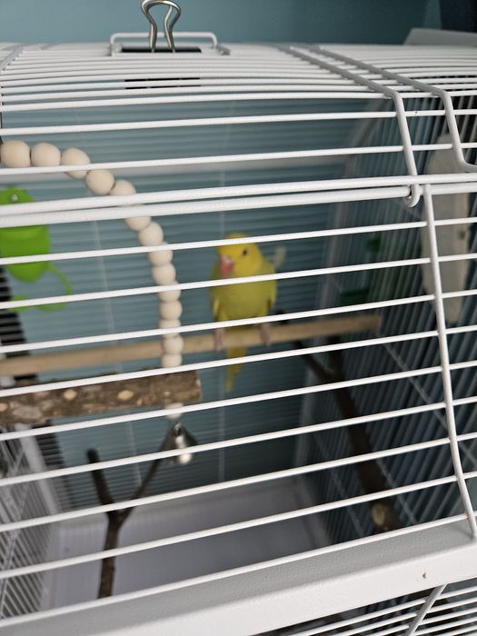 Pui micul alexandru cu colivie mare si accesorii