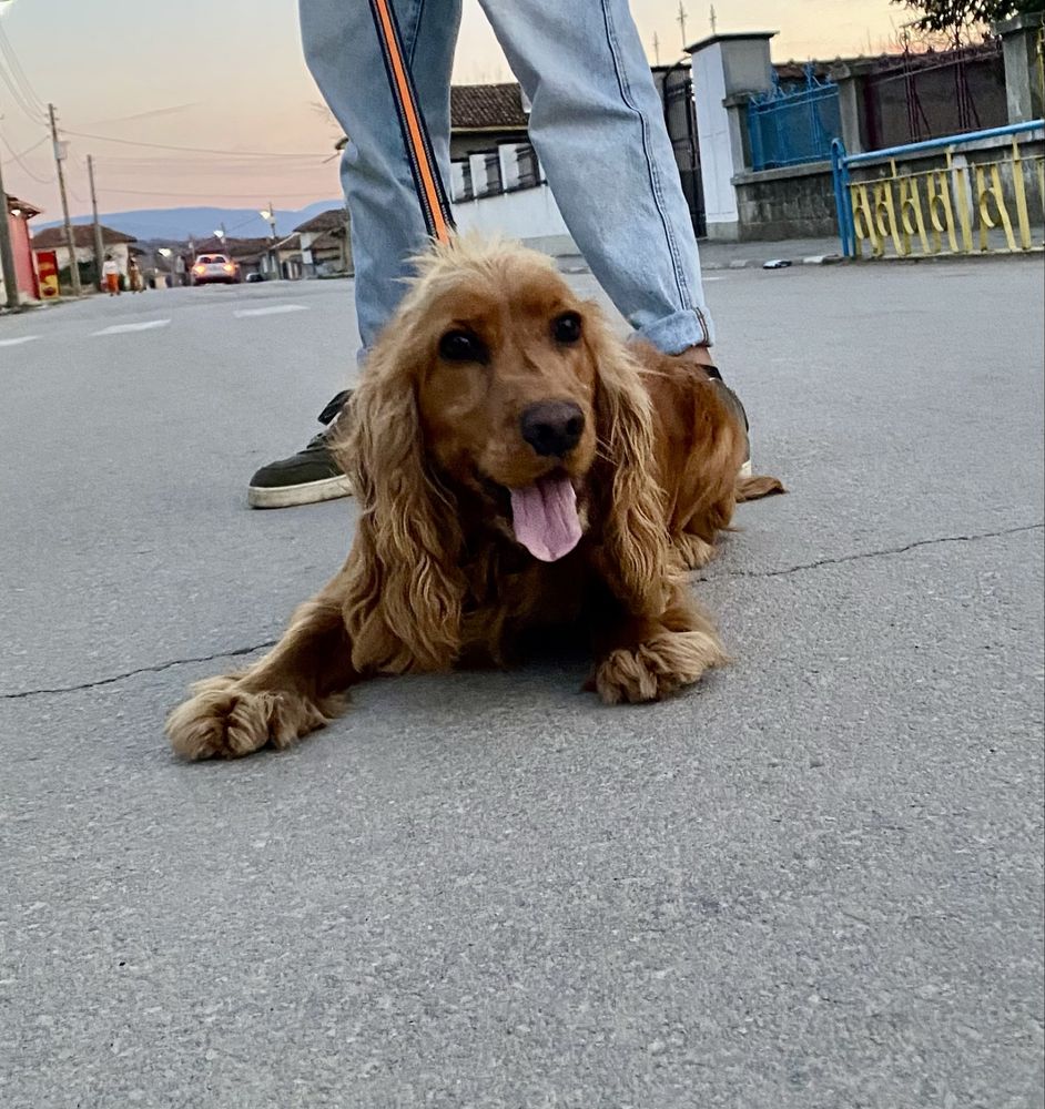 Cocker Spaniel си търси дом!! Спешно!!!