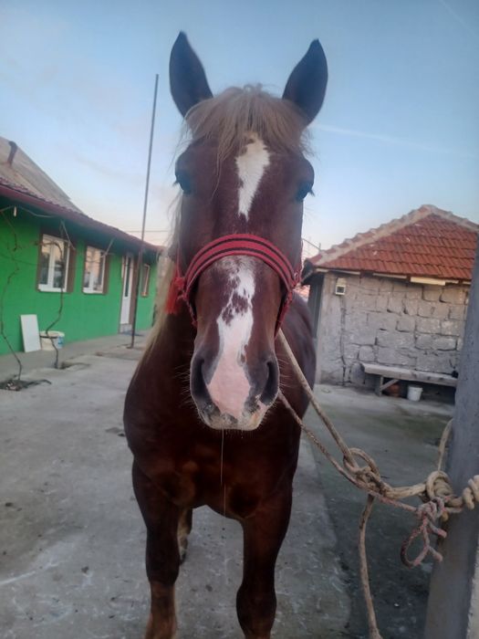 Vand armasar de 3 ani