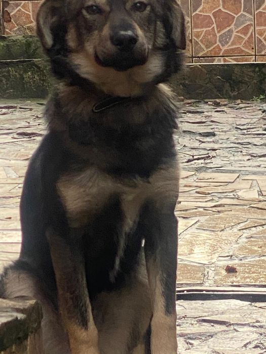 Donam catel de 6 luni