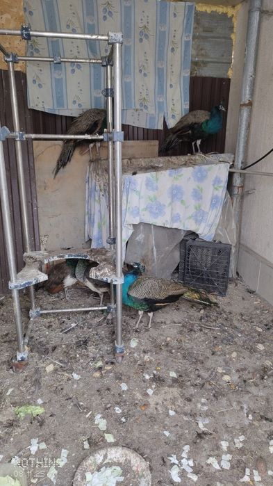 Продаю Павлинов Индийских