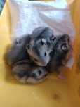 Vând  hamsteri pitici