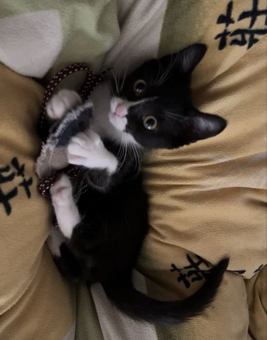 Котенок девочка!!