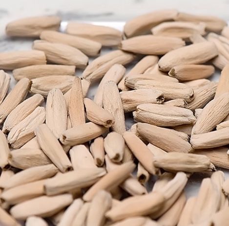 Крупные семена адениума ручного опыления