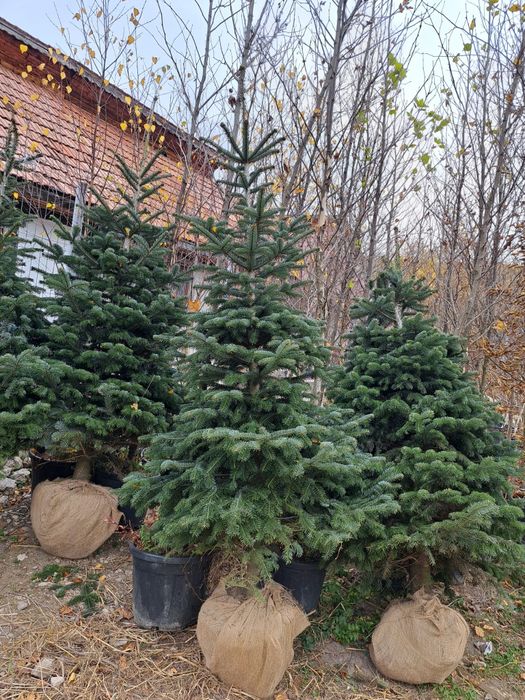 Brad verde Normandian