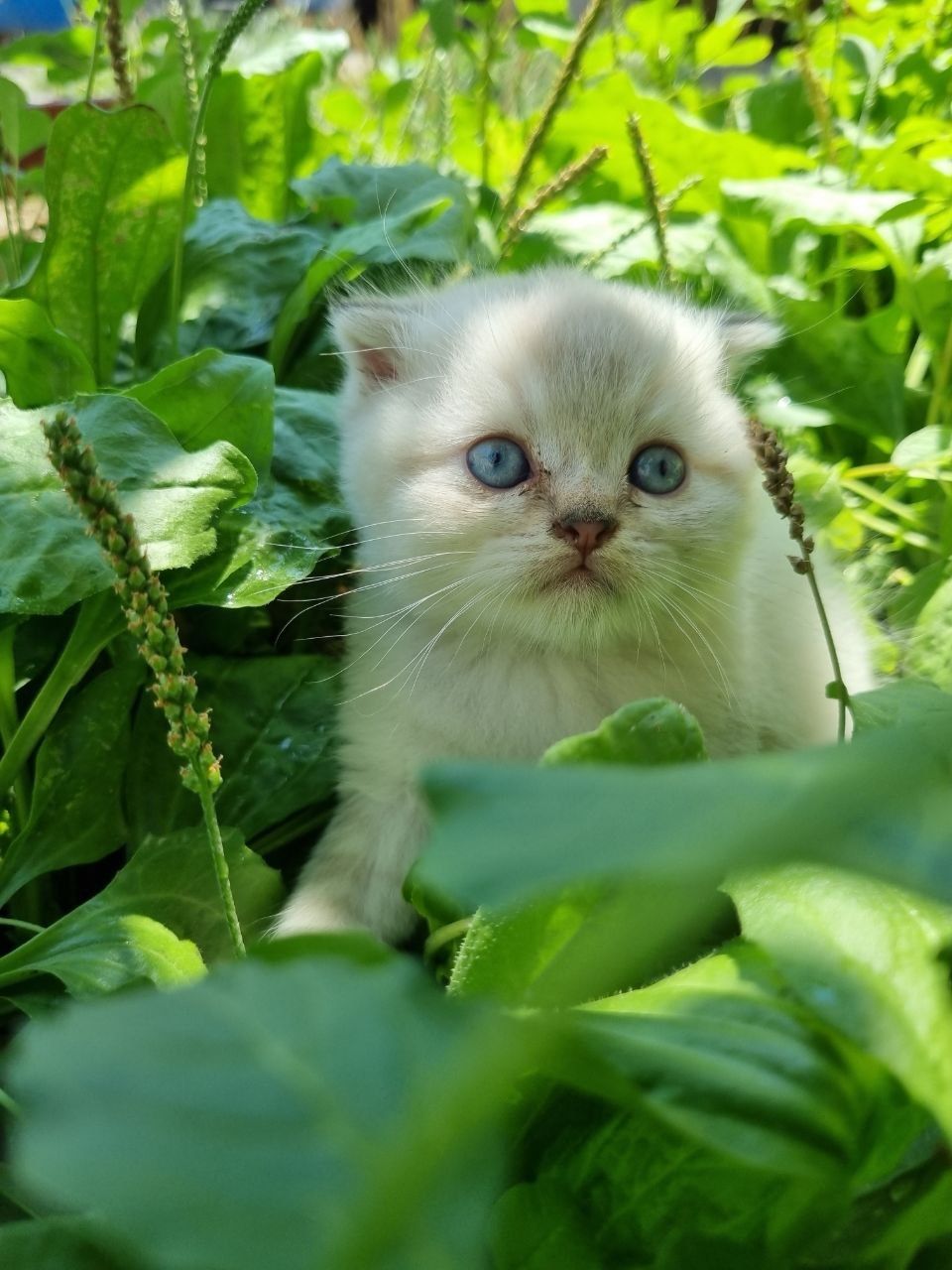 Продаются котята скотиш фолд