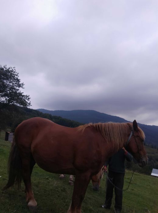 CAI vând un cal și o iapa