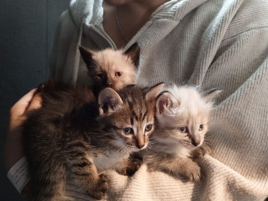 Срочно отдам в добрые руки