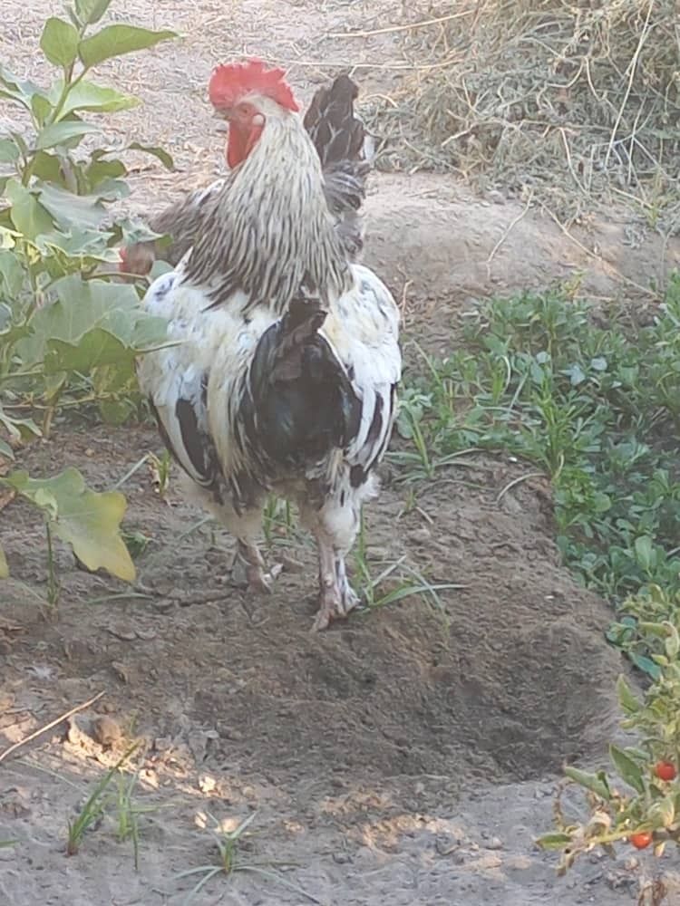 Bramma Xóroz sotiladi