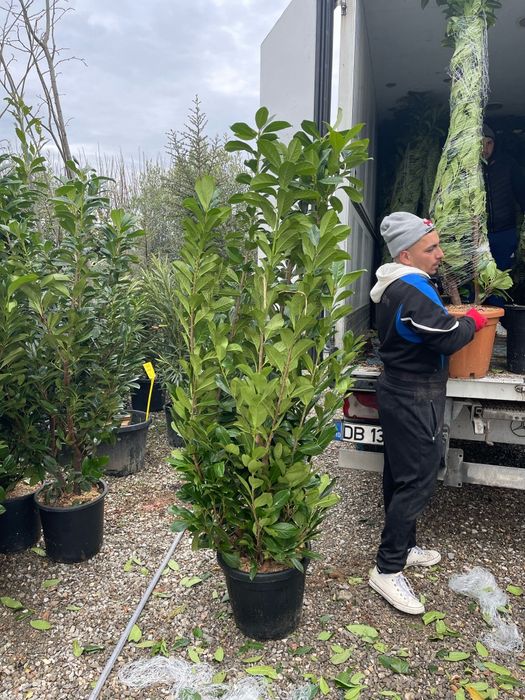 Prunus laurocerasus calitate extra