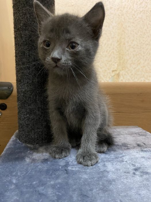 Отдам котят в хорошие руки