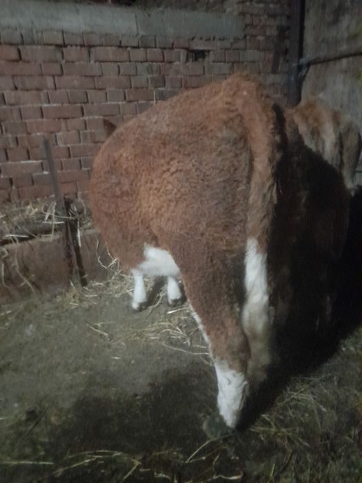 Vând junica la prima fătare gestata an 7 luni