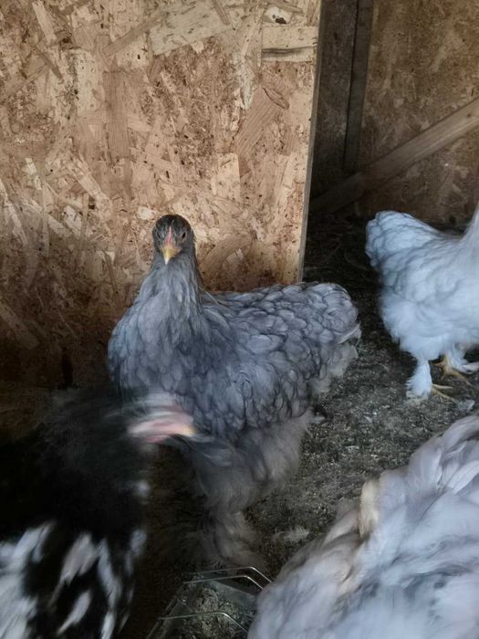 Gaini Cochinchina si Brahma disponibile