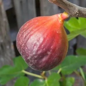 Smochin (Soiuri Diferite)