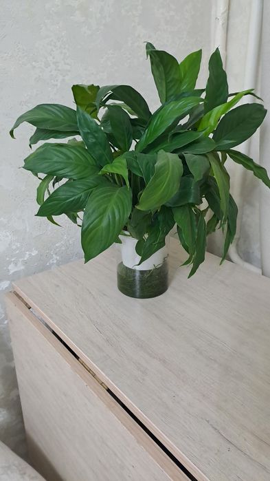 Цветы  комнатные