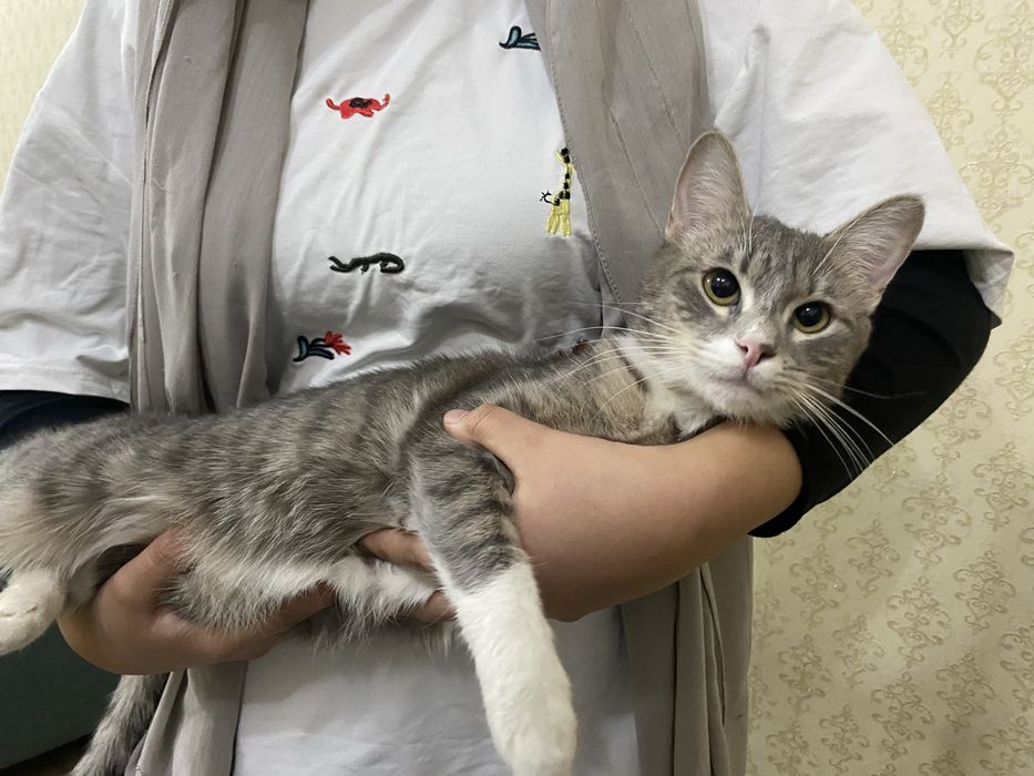 Отдаю в хорошие руки