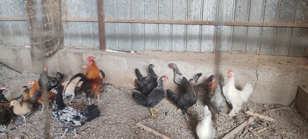 Urgent!!de vânzare puicuțe pitice