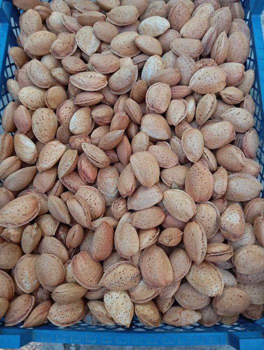 Продавам бадеми с черупка - 8 лв./ кг.