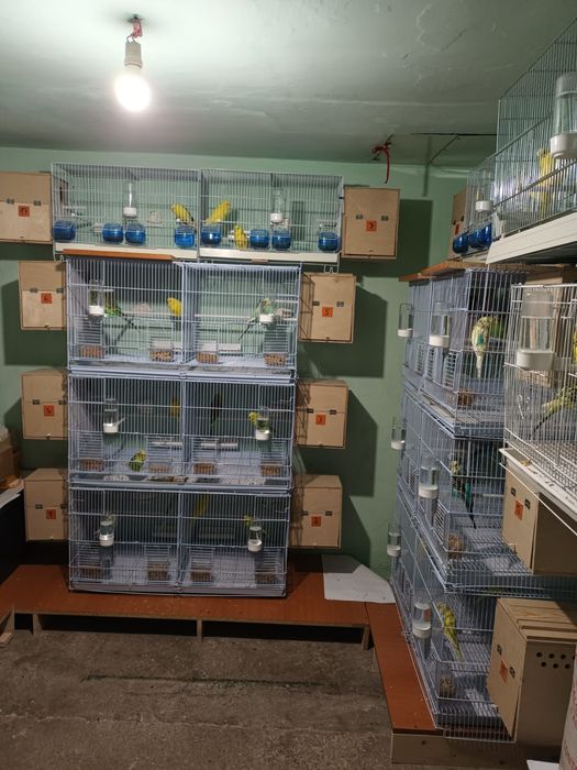 Papagali Perusi blanzi,deosebiti, sanatosi,culori diverse