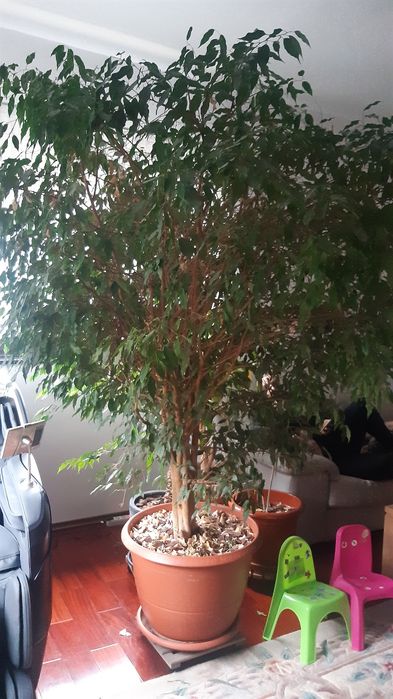 Ficus ornamental