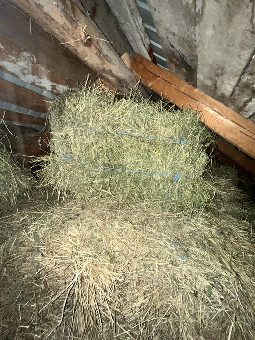 Vand baloate de lucerna