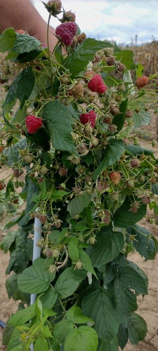 Butas Zmeura remontant