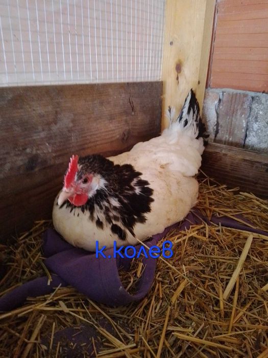 Продавам едно петле и две ярки Лакендфелдер