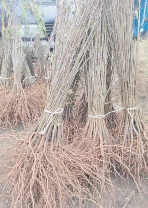 Puieți  foresteri pentru ămpăduriri si perdele  forestere