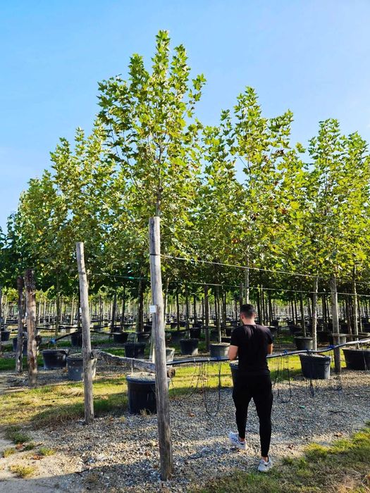 Transformă-ți curtea cu plante ornamentale variate