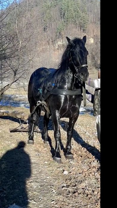 De de vânzare o perechie de cai castratii