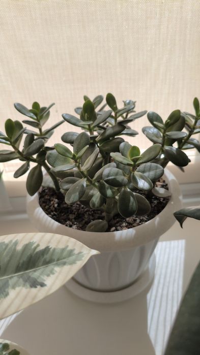 Денежное дерево (красула, она же толстянка)