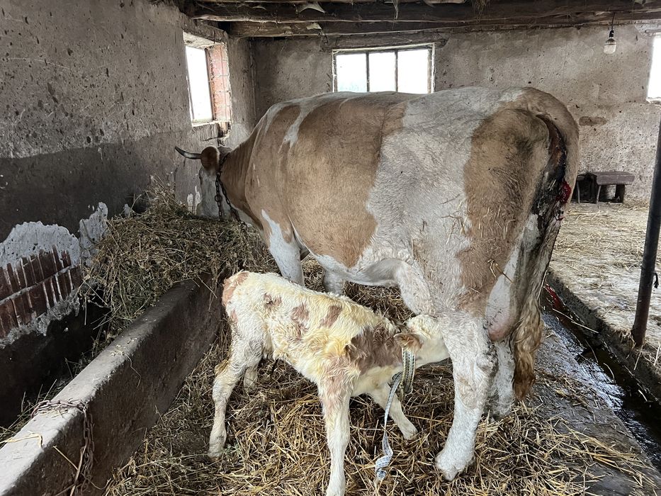 Vaca baltata cu vitel