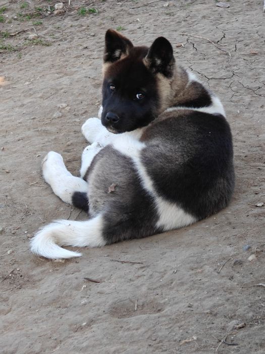 Akita American puppy